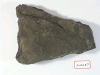植物化石藏品圖，第3張